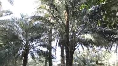 棕榈树顶端的全景映衬在蓝天上.. 慢镜头移动